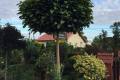 Catalpa kulista Nana 140-150cm sadzonka w pojemniku drzewo ozdobne
