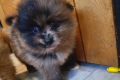 Lovely and adorable Pomsky puppies for sale 