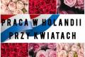 Praca przy rach - cinanie i pielgnacja - Holandia