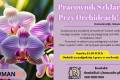 Praca przy orchideach 